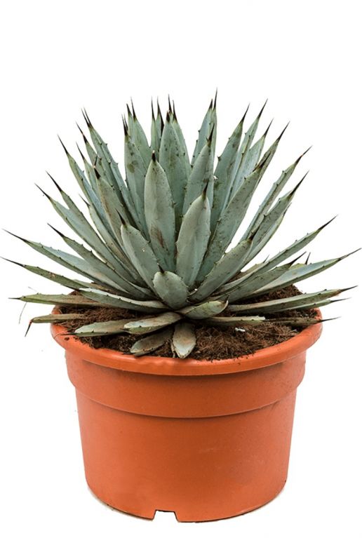 Agave macroacantha
