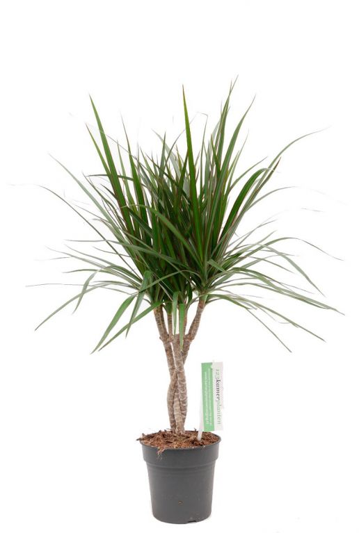 Dracaena Marginata