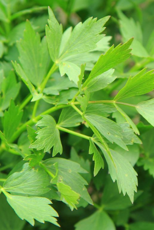 Levisticum officinale