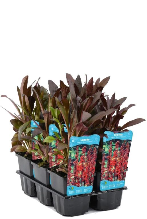 Lobelia queen victoria p9 tuinplant