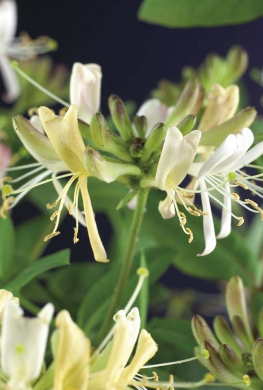 Lonicera belgica select plante de jardin