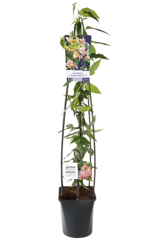 Lonicera copper beauty plant