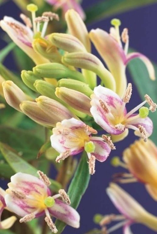 Lonicera copper beauty plante de jardin