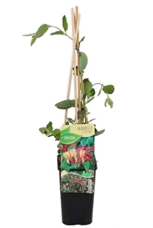 Lonicera goldflame p14