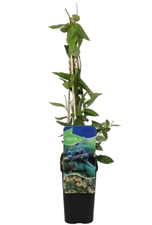 Lonicera henryi klim