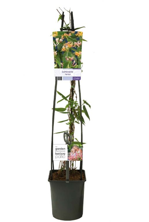 Lonicera henryi planten