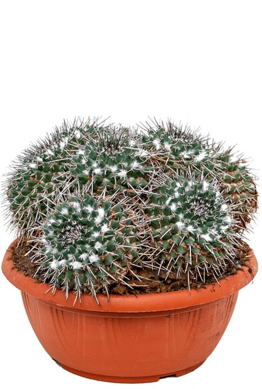 Mammillaria compressa cactus