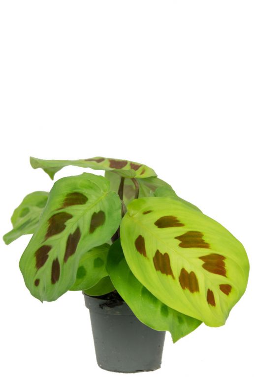Hoya Krohniana Silver blad