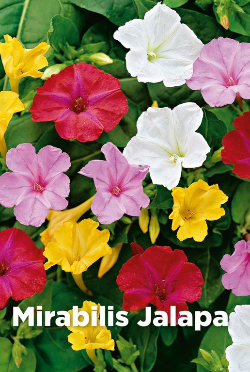 Mirabilis jalapa bulbes a fleurs