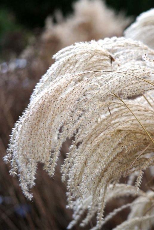 Miscanthus sinensis p9