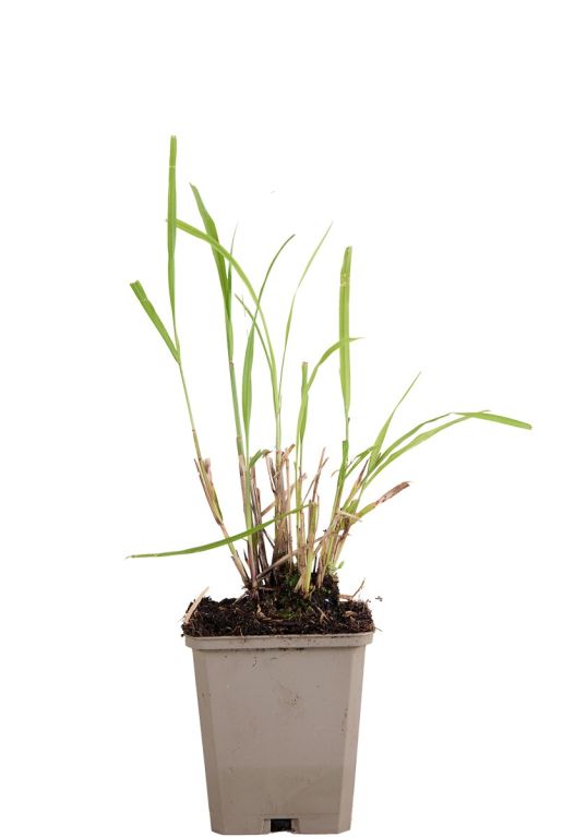 Miscanthus sinensis pot9