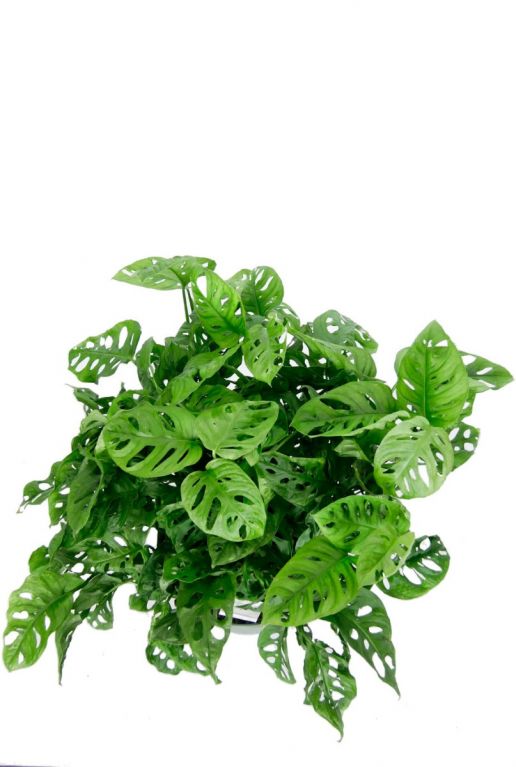 Monstera monkey mask plant