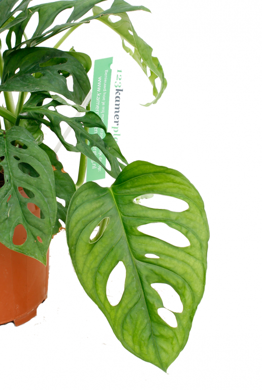 Monstera Adansonii