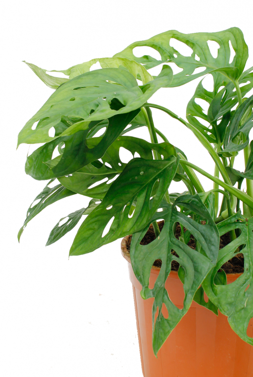 Monstera Adansonii