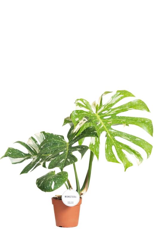 Monstera thai constellation p15