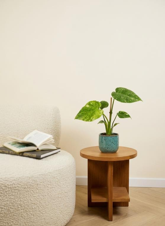 Monstera Thai Constellation