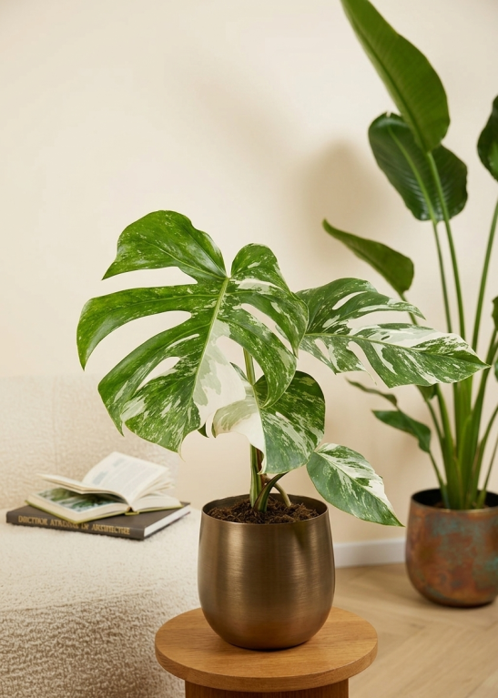 Monstera variegata p15