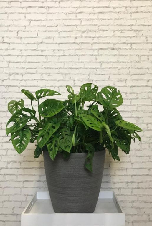 Monstere monkey mask kamerplant