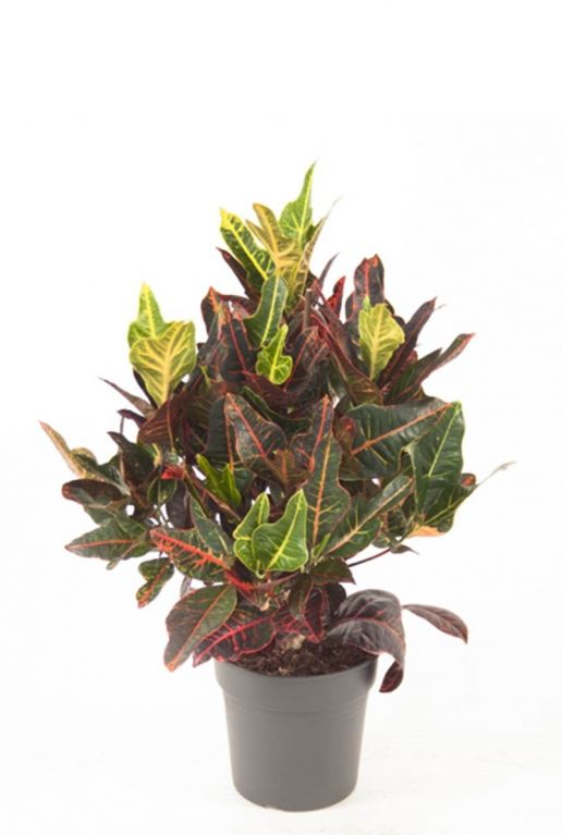 Croton variegatum Excellent