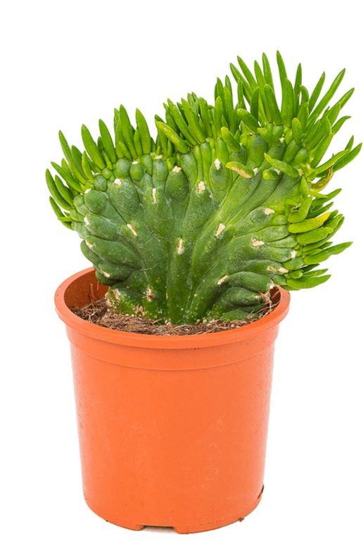 Opuntia subulata