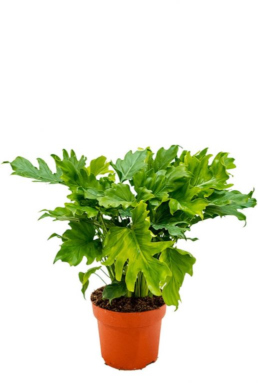 Philodendron bipinnatifidum little hope