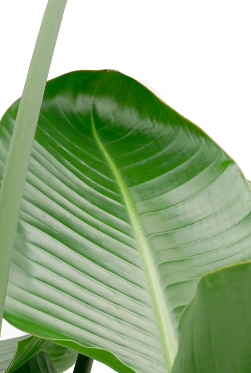Feuilles de plantes d'intérieur Strelitzia 