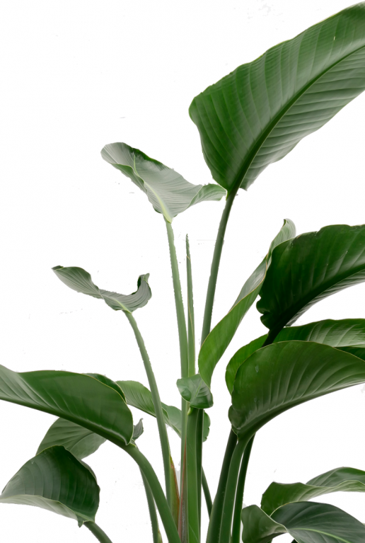 Feuilles de plantes d'intérieur Strelitzia 