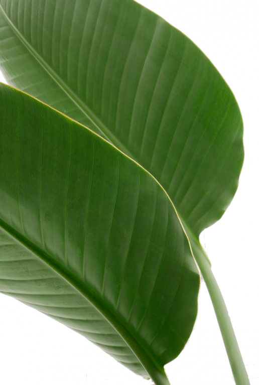 Belle feuille de tige de strelitzia