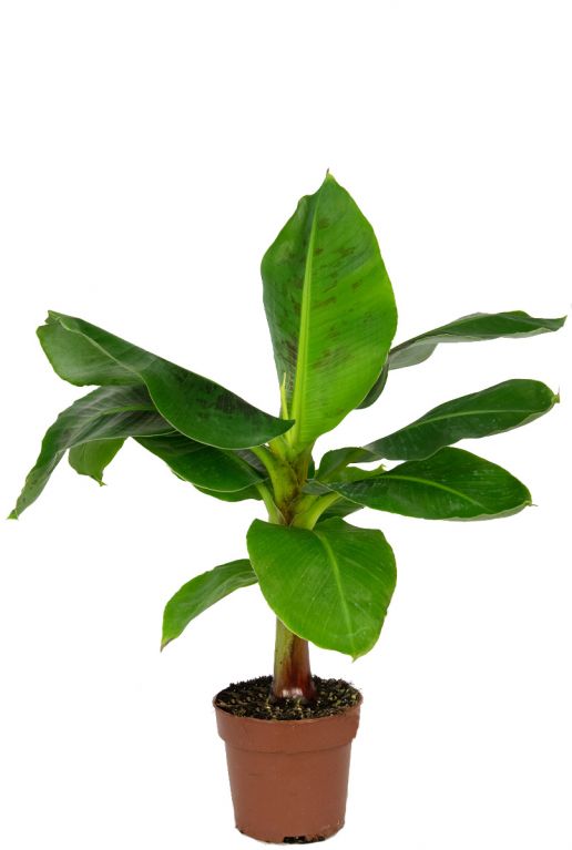 Musa dwarf cavendish 1