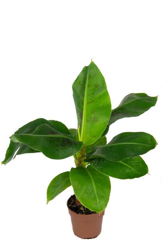 Musa dwarf cavendish plant