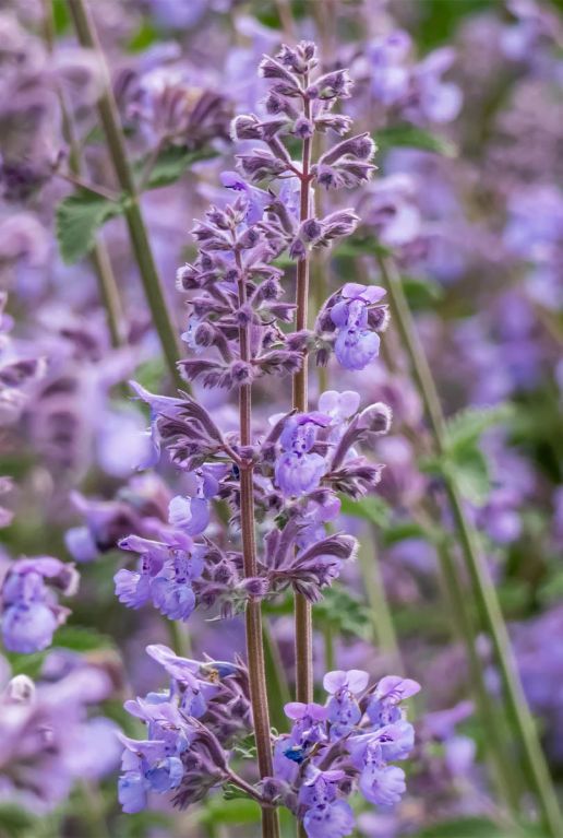 Nepeta faassenii