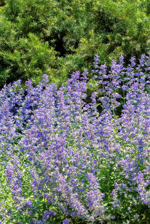 Nepeta faassenii plante de jardin