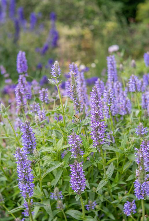 Nepeta nervosa blue moon plante de jardin