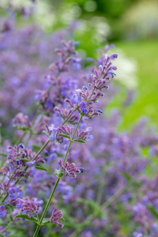 Nepeta walkers low