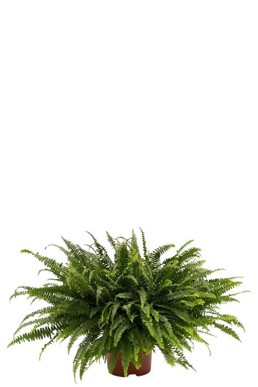 Nephrolepis green lady varen