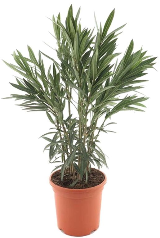 Nerium oleander p26