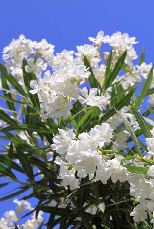 Nerium oleander plante de jardin p26