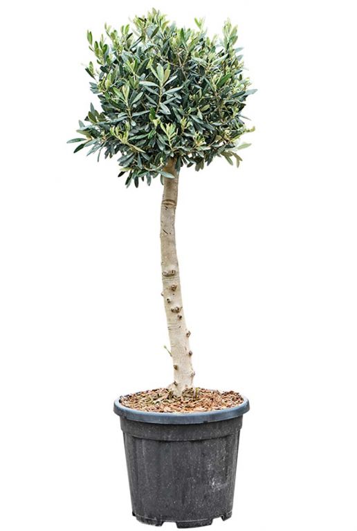 Olea europaea olijfboom