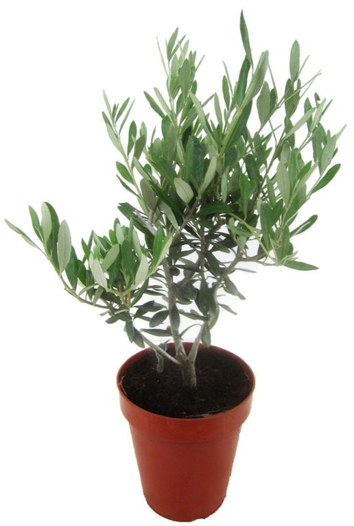 Olea europaea p14