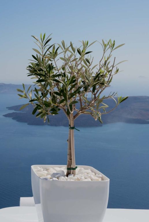 Olea europaea p14 plante de jardin