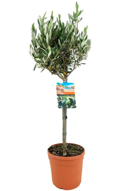 Olea europaea plante de jardin