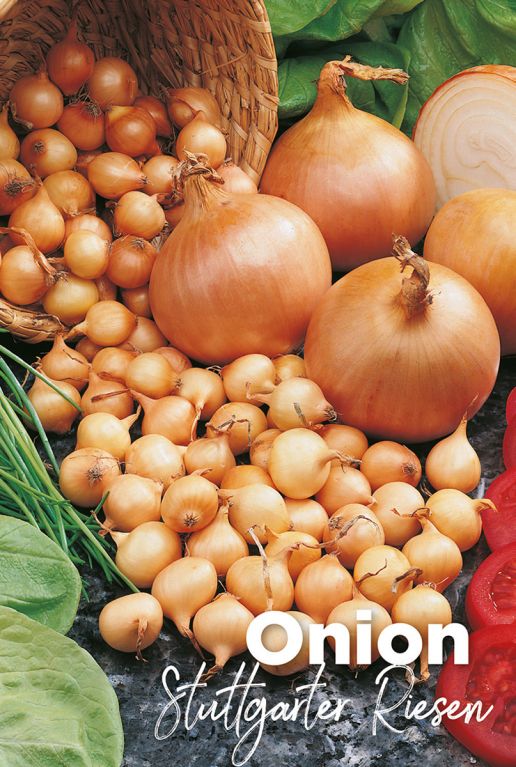 Onion stuttgarter riesen bulbes d oignons
