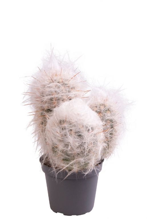 Oreocereus trollii cactus