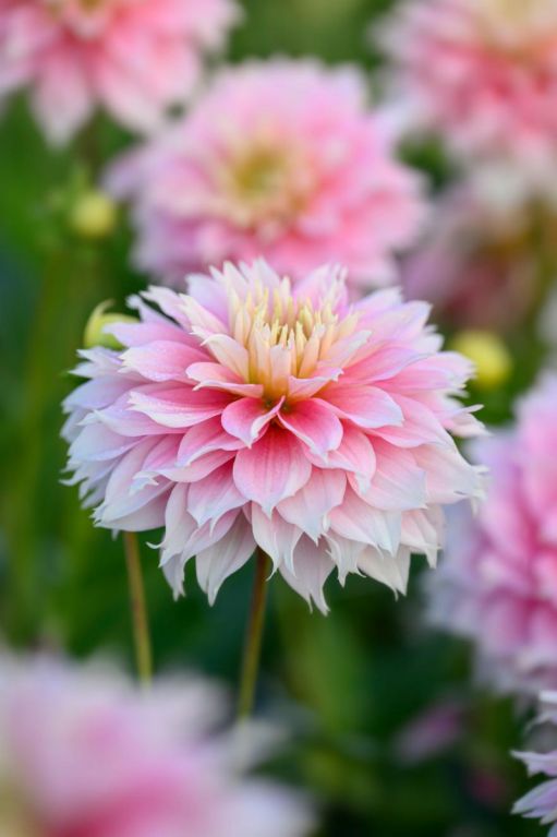 Dahlia Pink Mix 