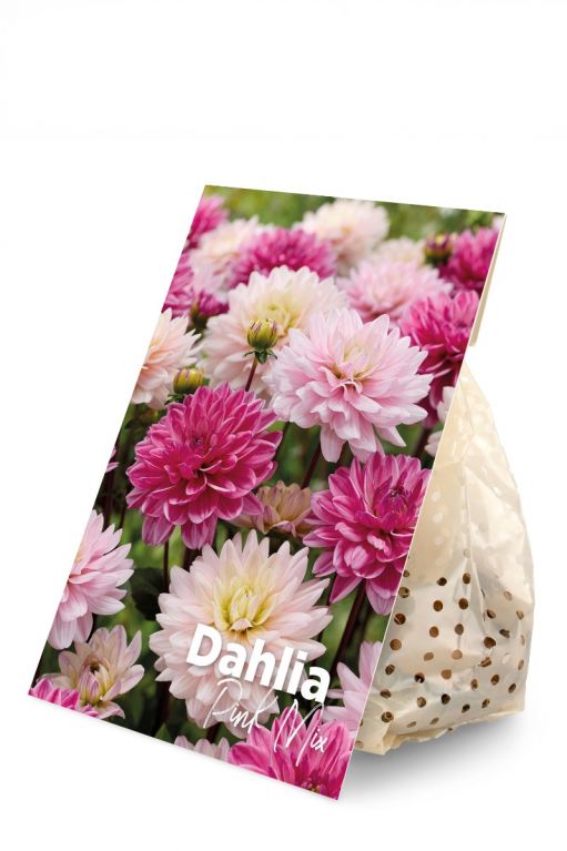 Dahlia Pink Mix 