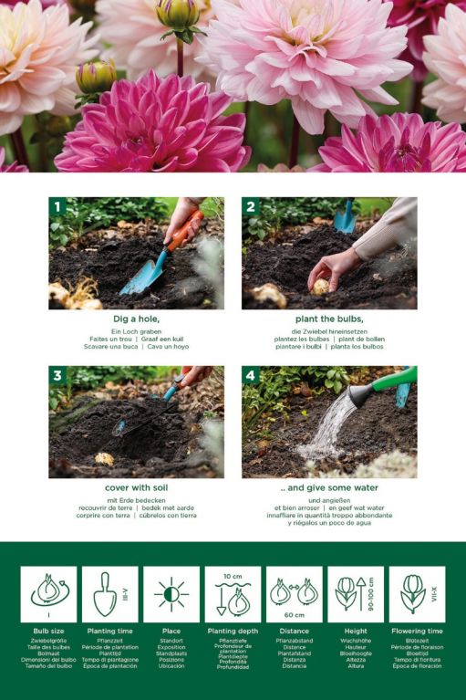 Dahlia Pink Mix 