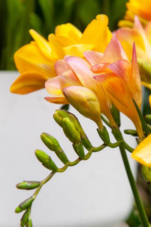 Freesia Single Mix 