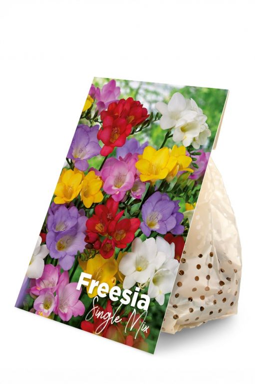 Freesia Single Mix 