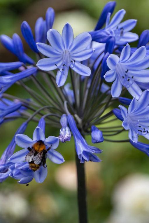 Agapanthus Blue & White Mix 