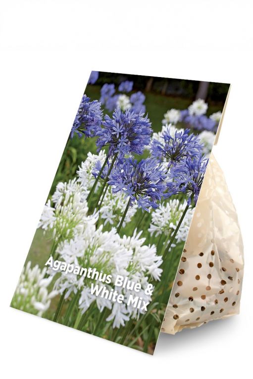 Agapanthus Blue & White Mix 